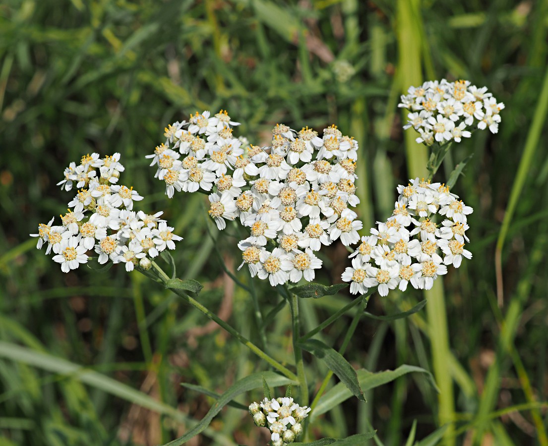 Изображение особи Achillea salicifolia.