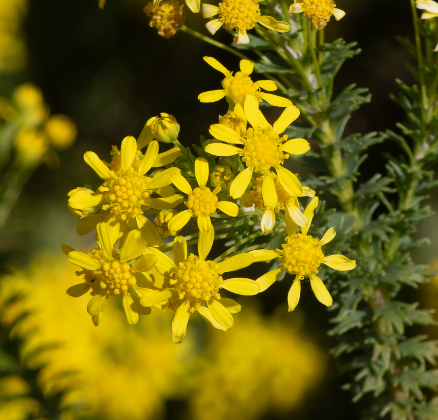 Изображение особи Euryops virgineus.