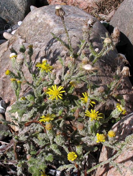 Изображение особи Senecio viscosus.