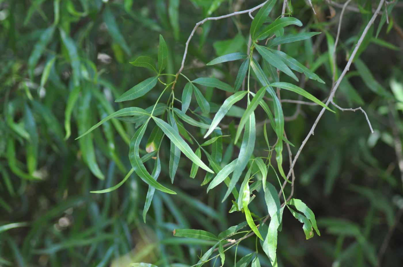 Image of Rhus lanceolata specimen.