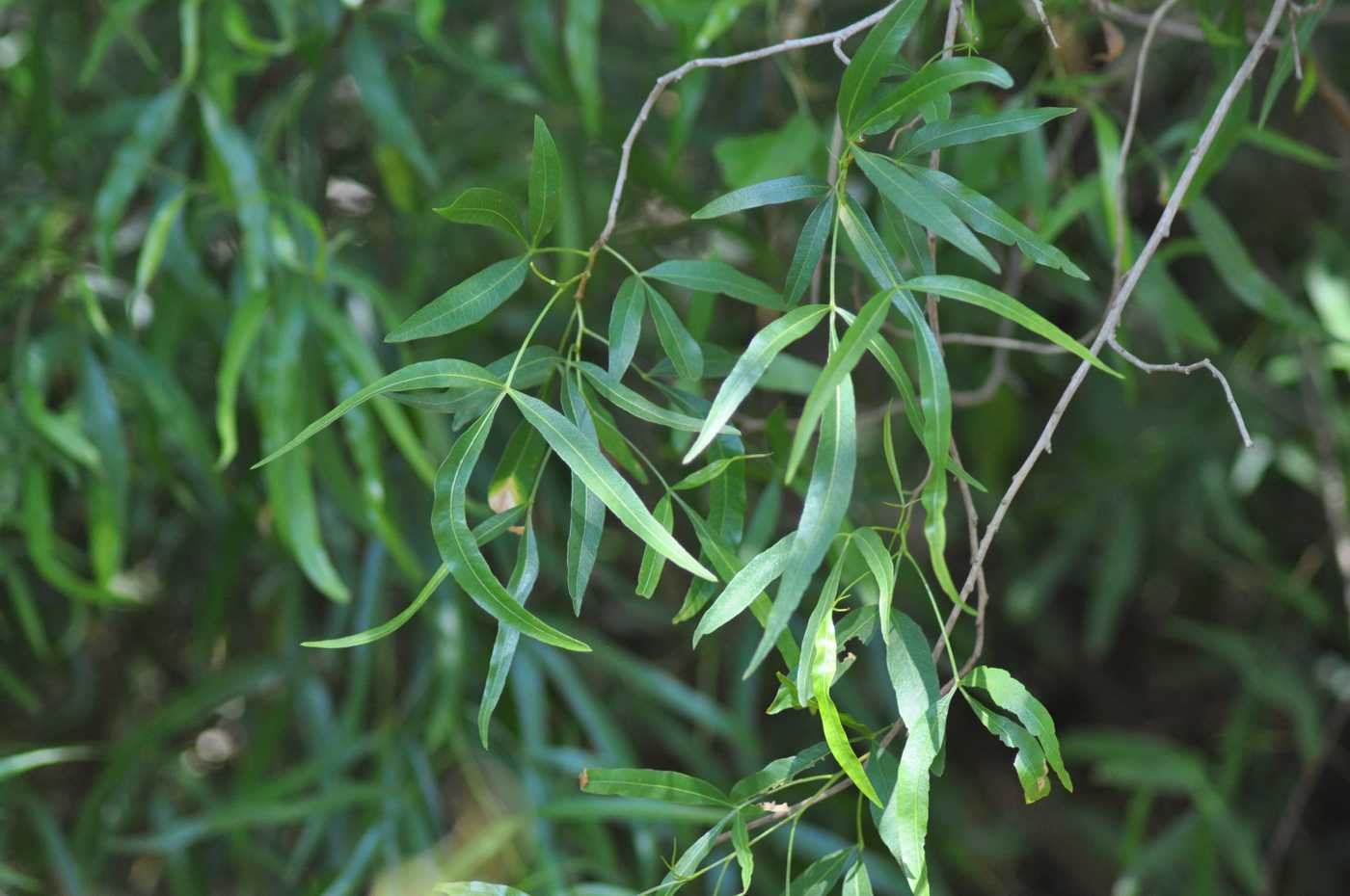 Изображение особи Rhus lanceolata.