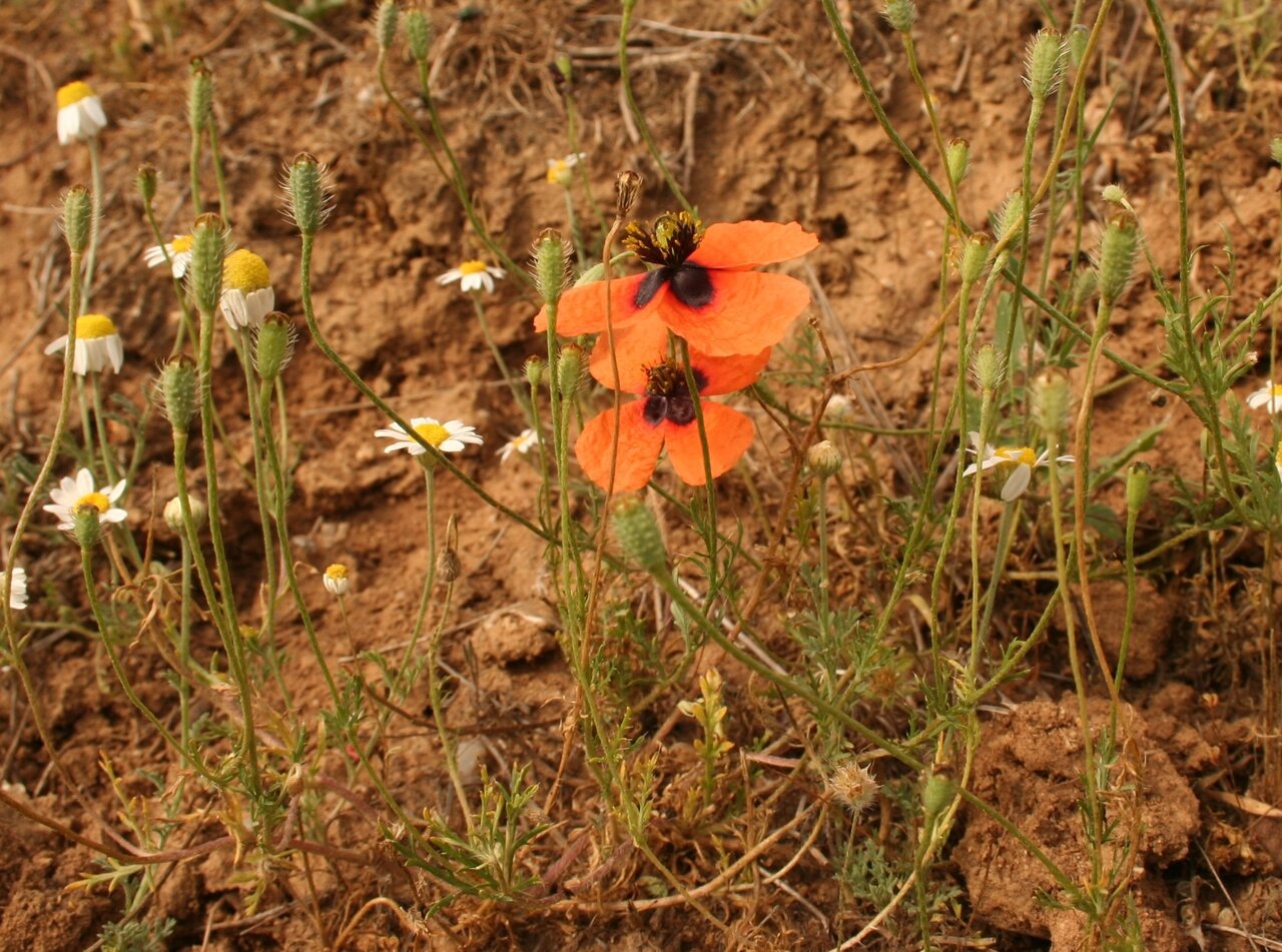 Изображение особи Papaver nigrotinctum.