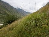 Festuca caucasica