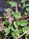 Teucrium chamaedrys. Средняя часть побега. Крым, окр. пос. Никита, Никитская расселина, известняковая каменная россыпь с кустарниками. 14.07.2021.