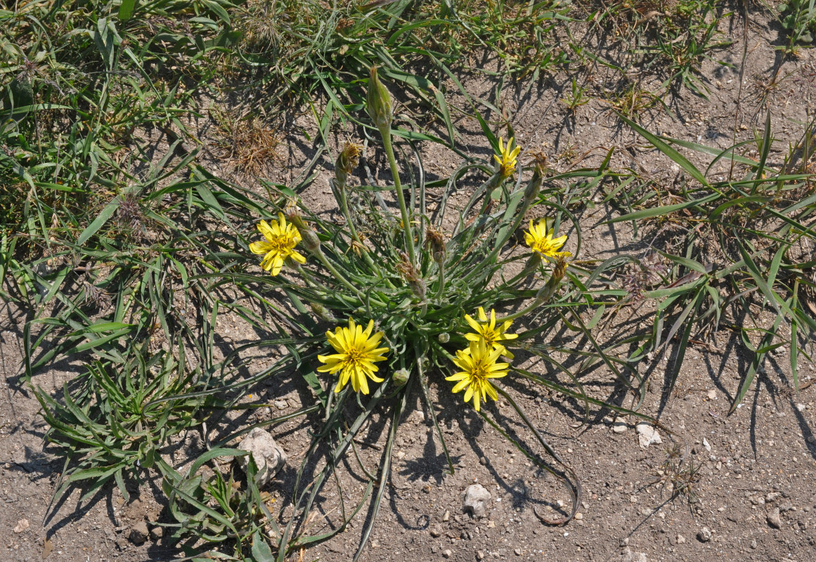 Image of Scorzonera mollis specimen.