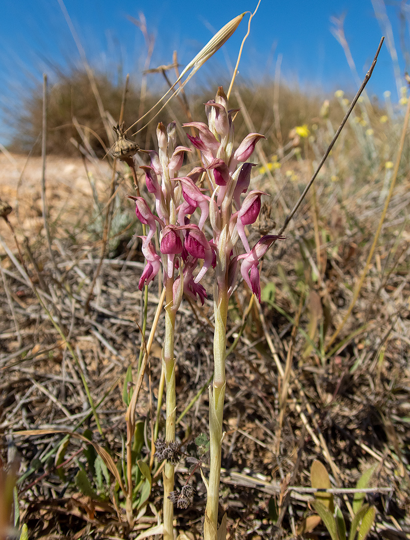 Изображение особи Anacamptis sancta.