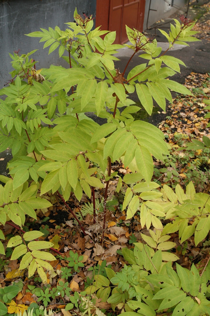 Изображение особи Sambucus ebulus.