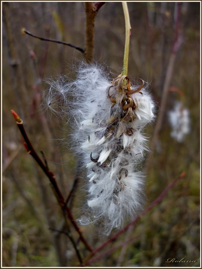 Image of Salix pentandra specimen.