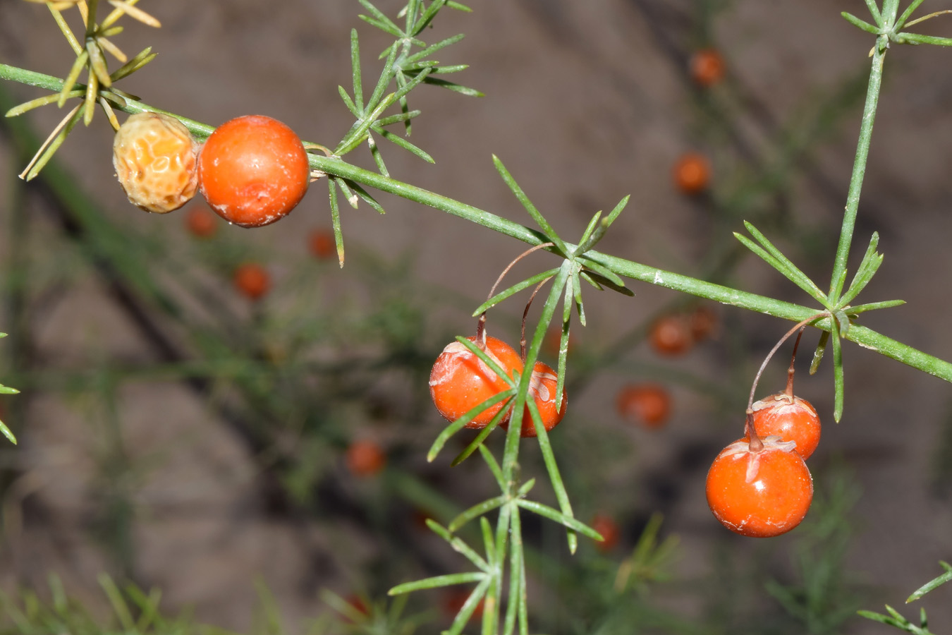 Изображение особи Asparagus persicus.