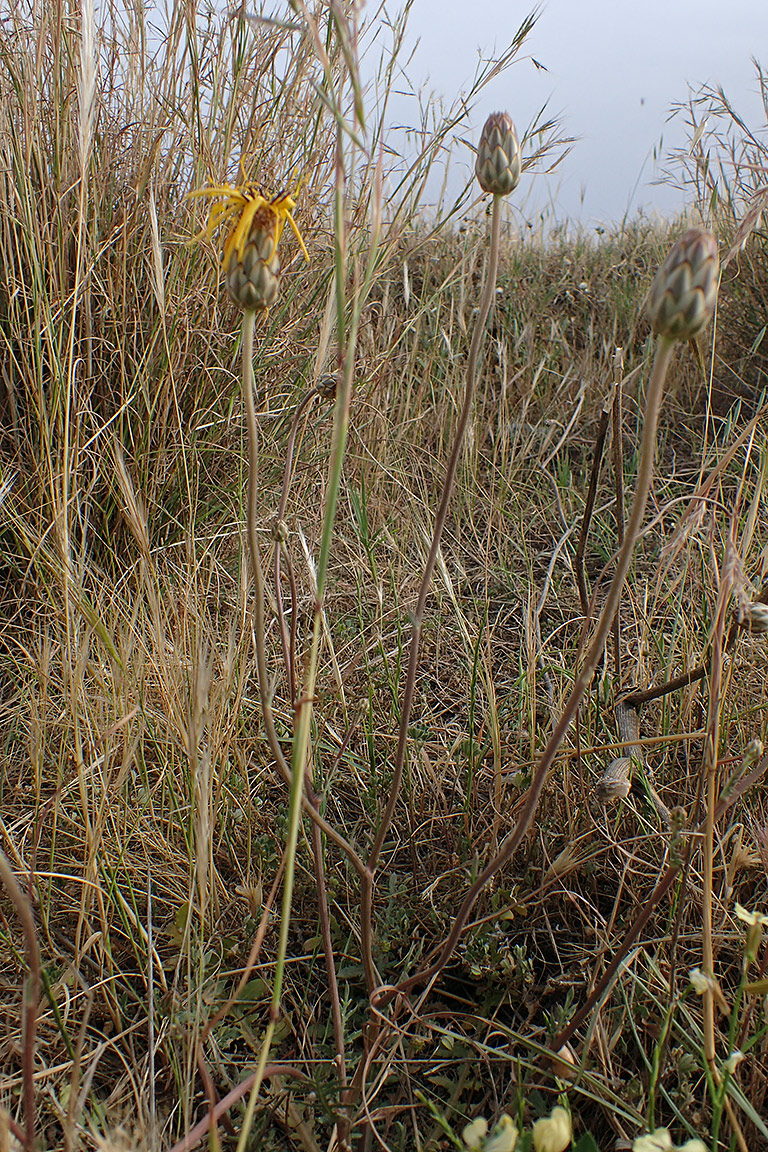 Image of Hymenonema graecum specimen.