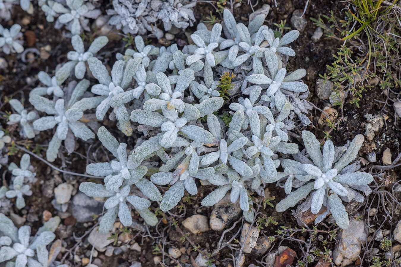 Image of Salvia canescens specimen.