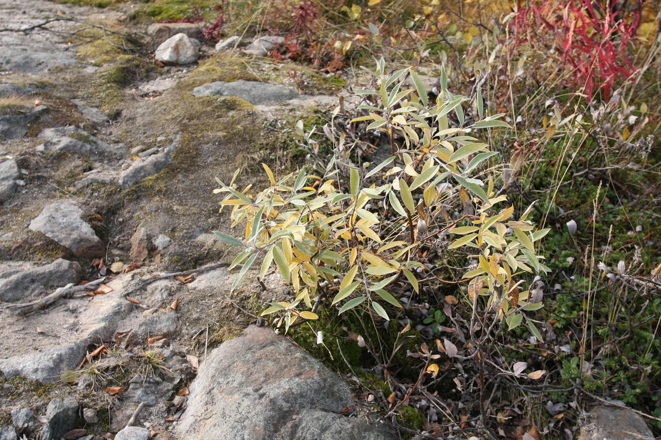 Image of Salix lapponum specimen.