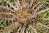 Cirsium esculentum. Центральная часть отцветшего растения. Республика Алтай, Кош-Агачский р-н, окраина Кош-Агача. 2 августа 2020 г.