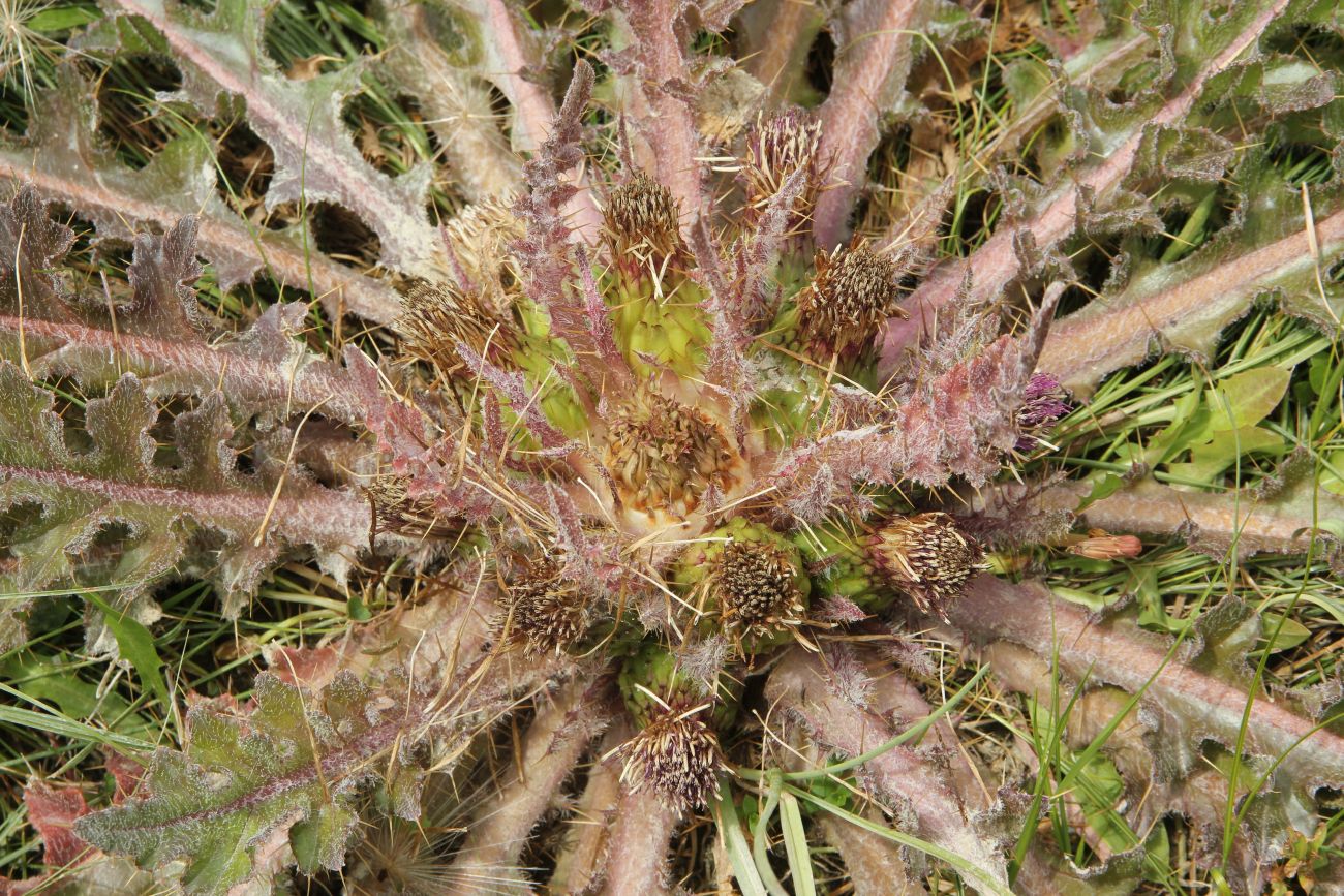Image of Cirsium esculentum specimen.