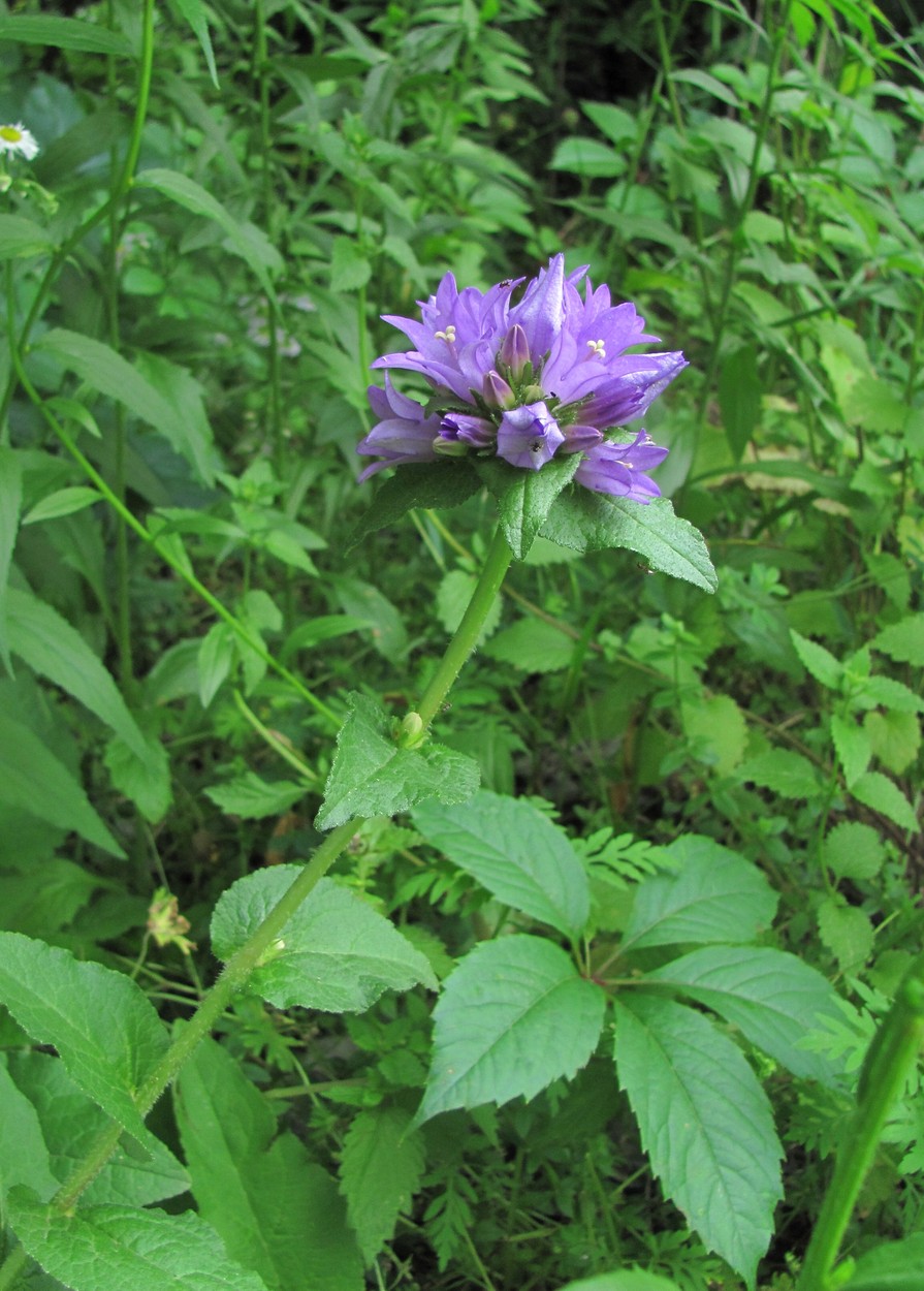 Image of Campanula glomerata specimen.