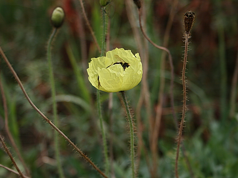 Image of Papaver pseudocanescens specimen.