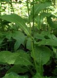 Crepis paludosa. Часть побега. Москва, заказник \"Тёплый Стан\", смешанный лес. 18.06.2021.