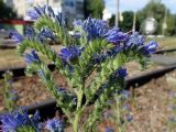 Echium vulgare