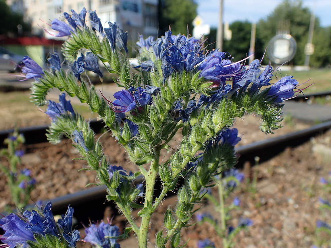 Image of Echium vulgare specimen.