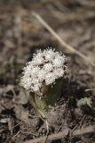 Petasites tatewakianus