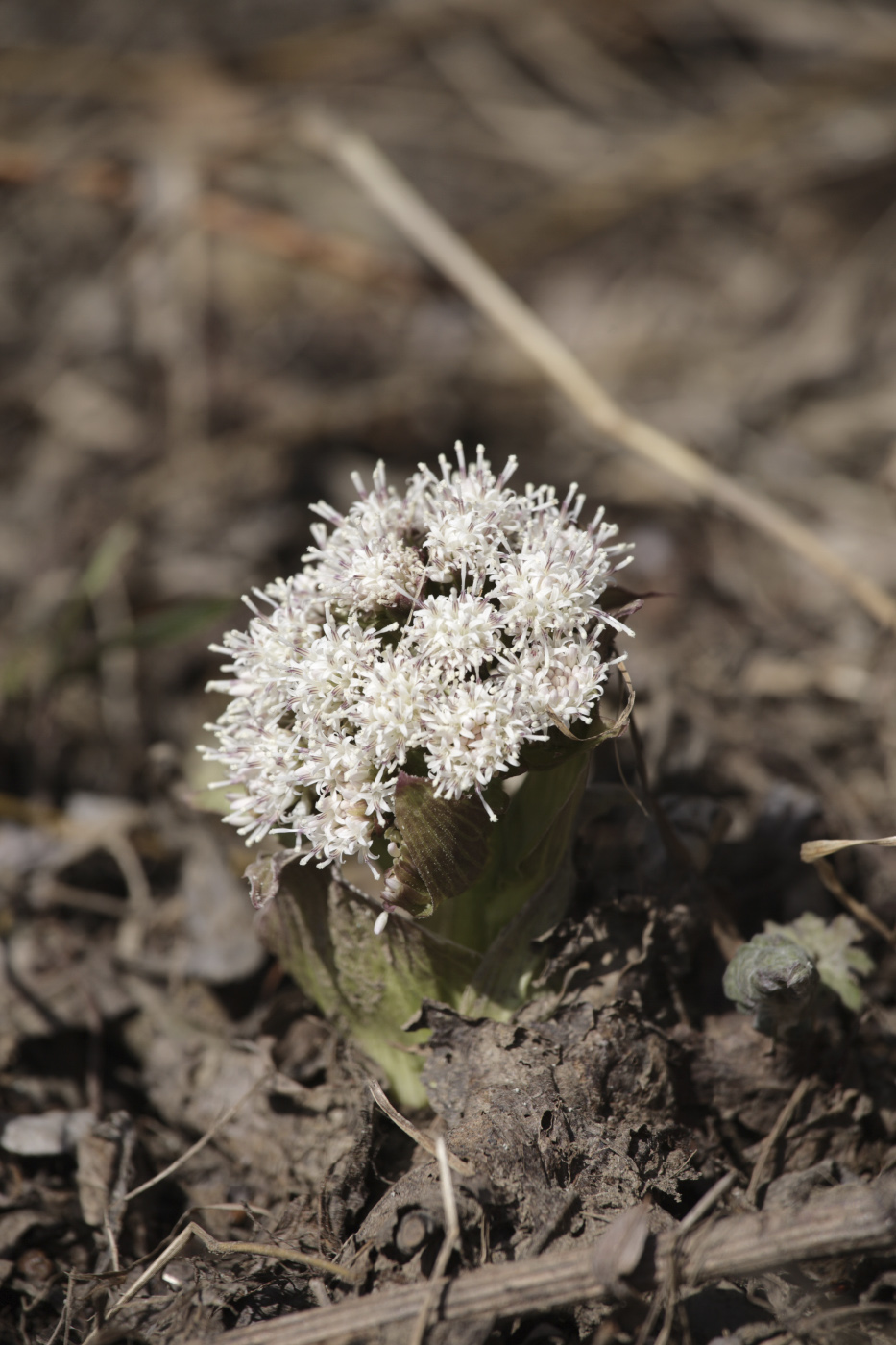 Image of Petasites tatewakianus specimen.