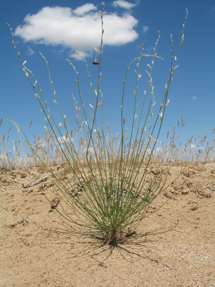 Изображение особи Astragalus eremospartoides.