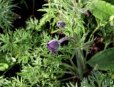 Pulsatilla regeliana