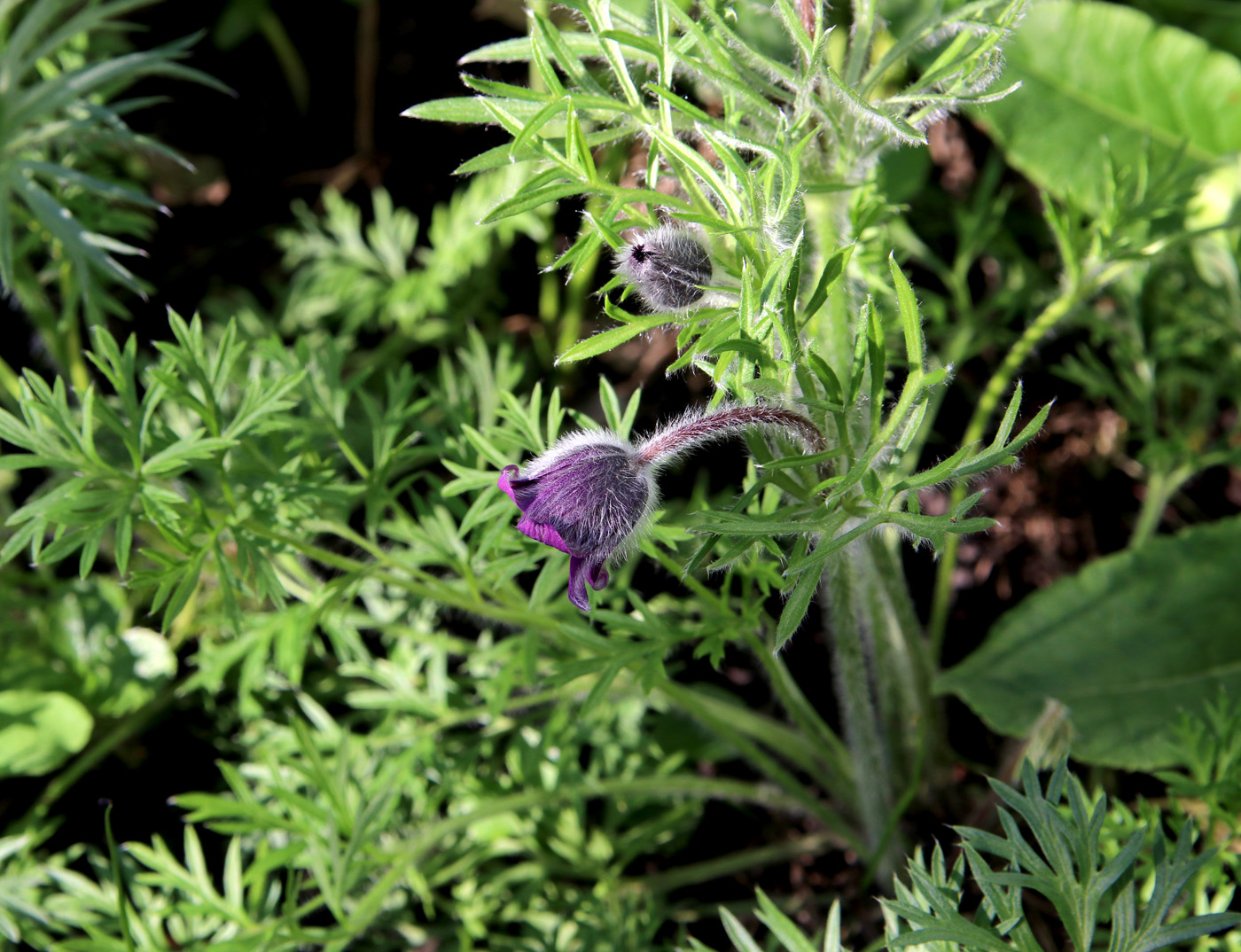 Image of Pulsatilla regeliana specimen.