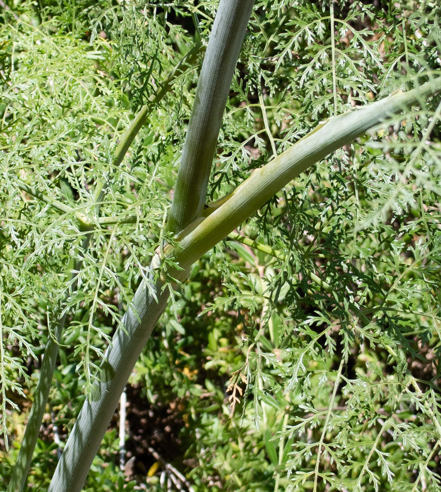 Изображение особи Ferula tingitana.