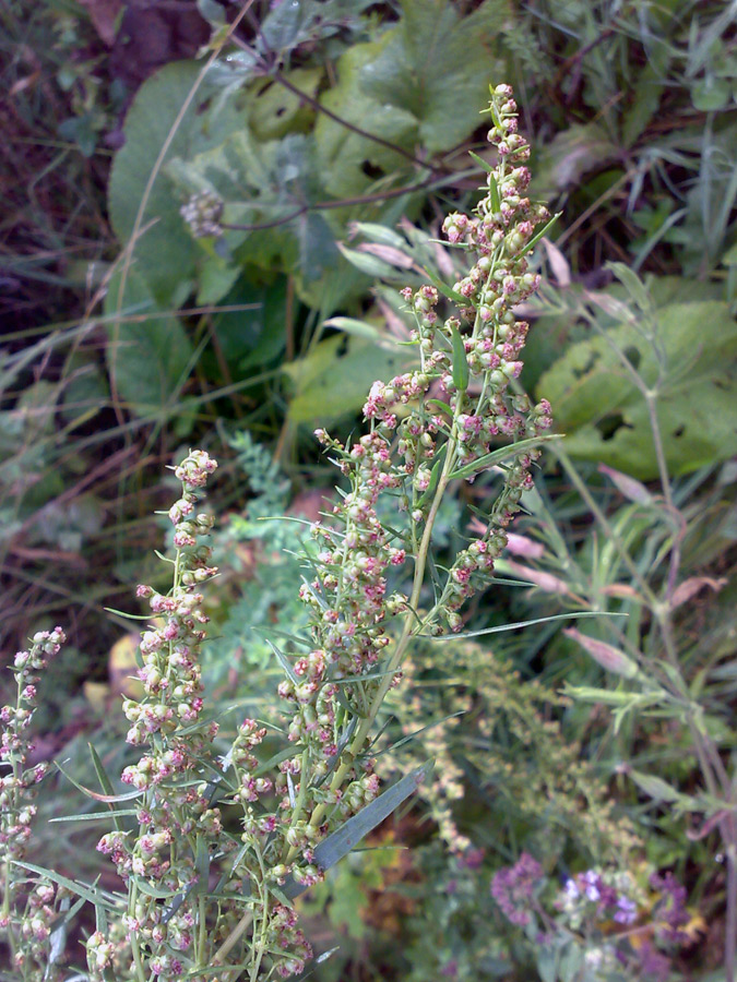 Image of genus Artemisia specimen.