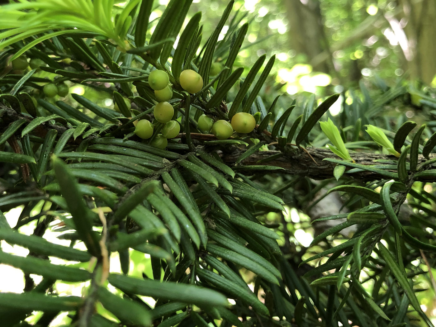 Image of Taxus cuspidata specimen.