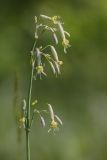 Silene chlorantha