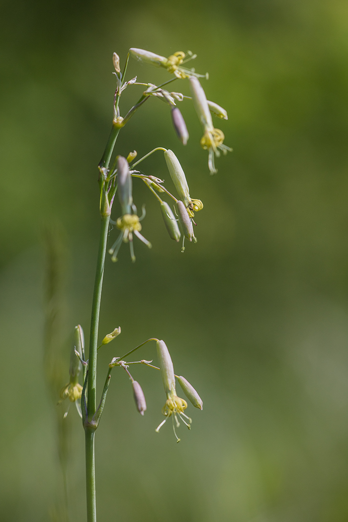 Image of Silene chlorantha specimen.