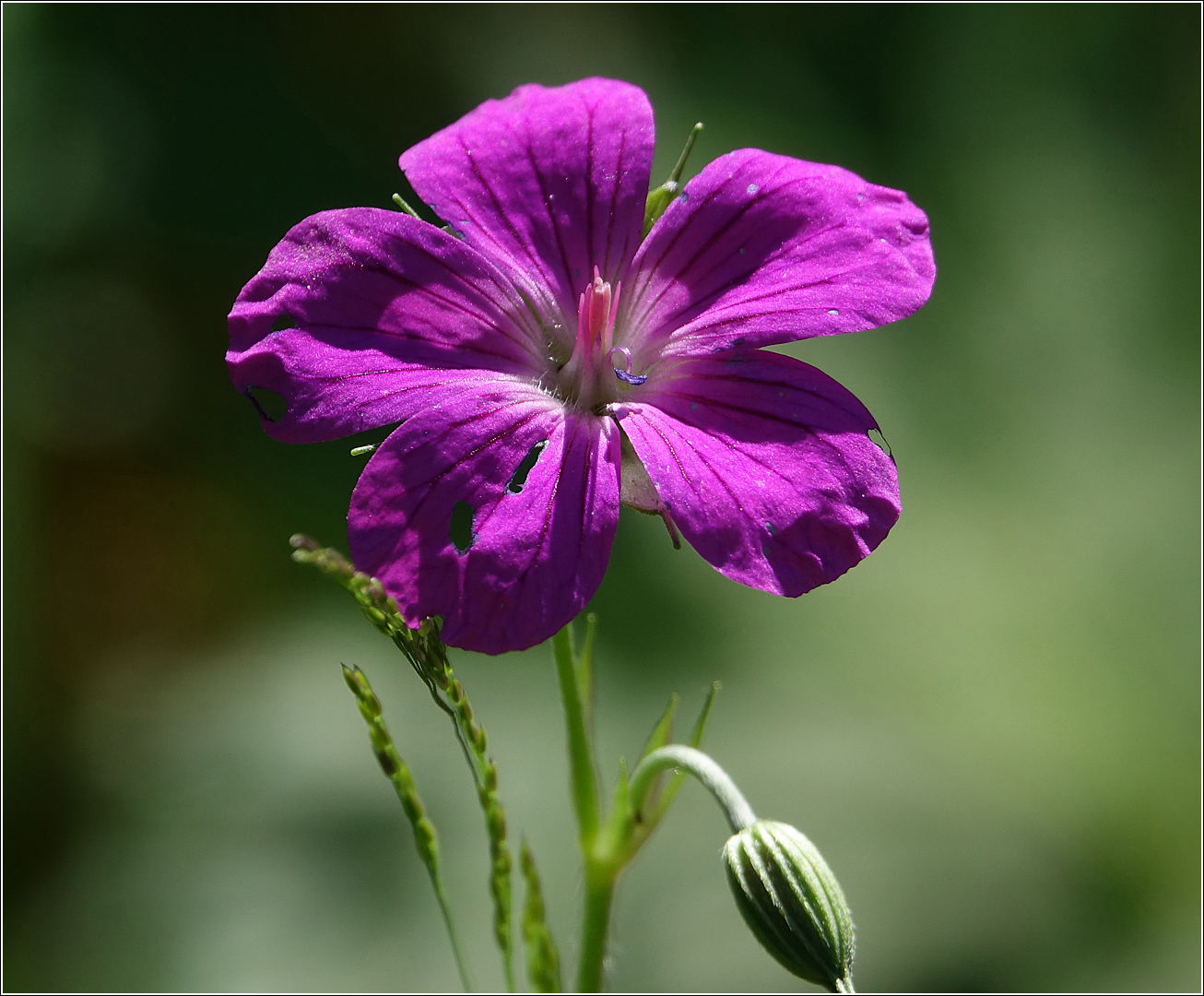 Изображение особи Geranium palustre.