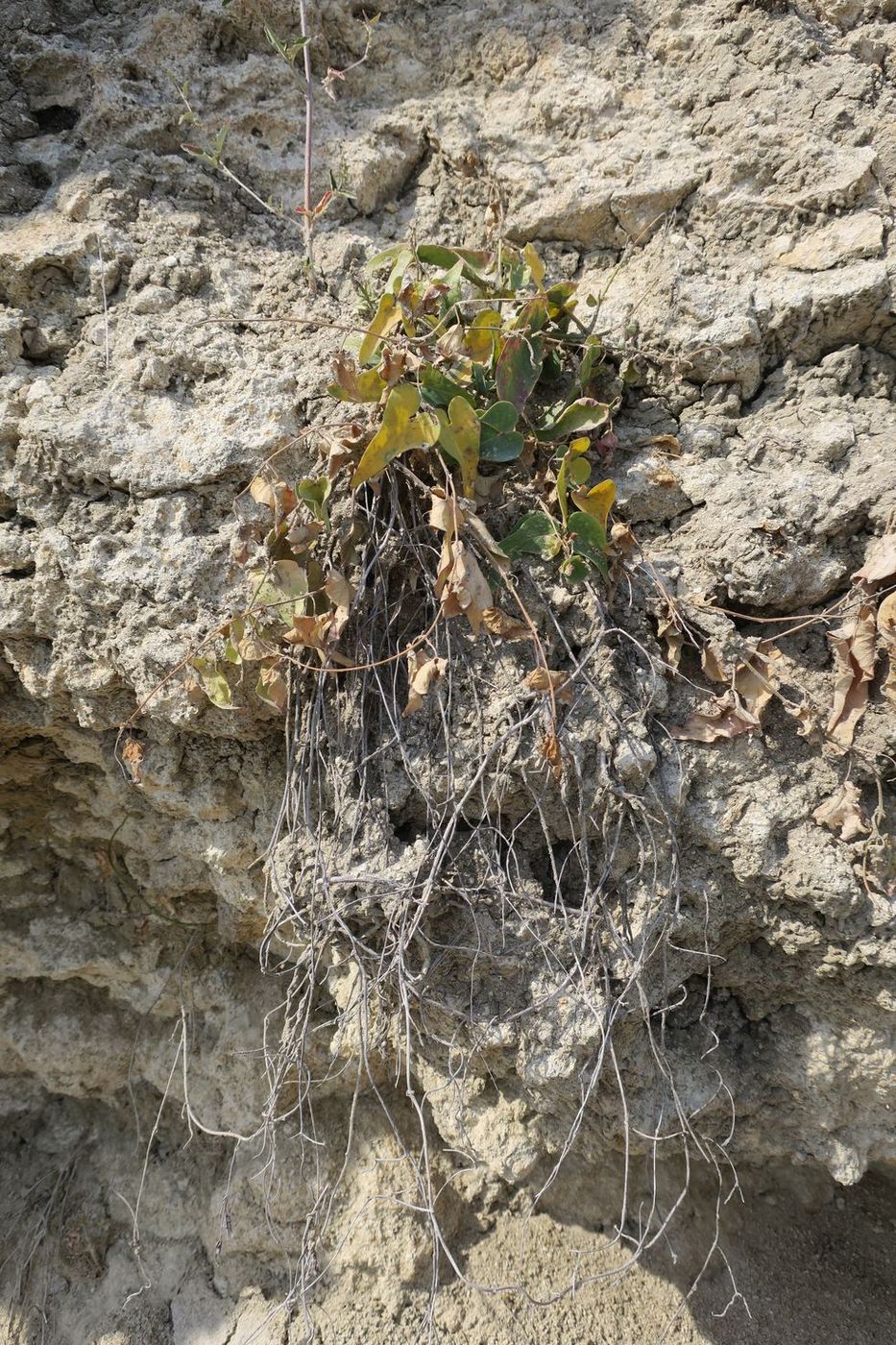 Image of Cynanchum acutum specimen.