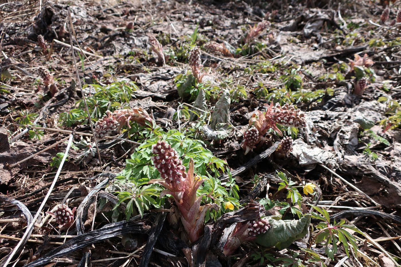 Изображение особи Petasites hybridus.