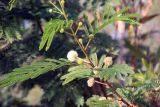 Leucaena leucocephala. Часть побега с соцветиями. Египет, мухафаза Асуан, Нубийский р-н, г. Абу-Симбел. 19.03.2021.