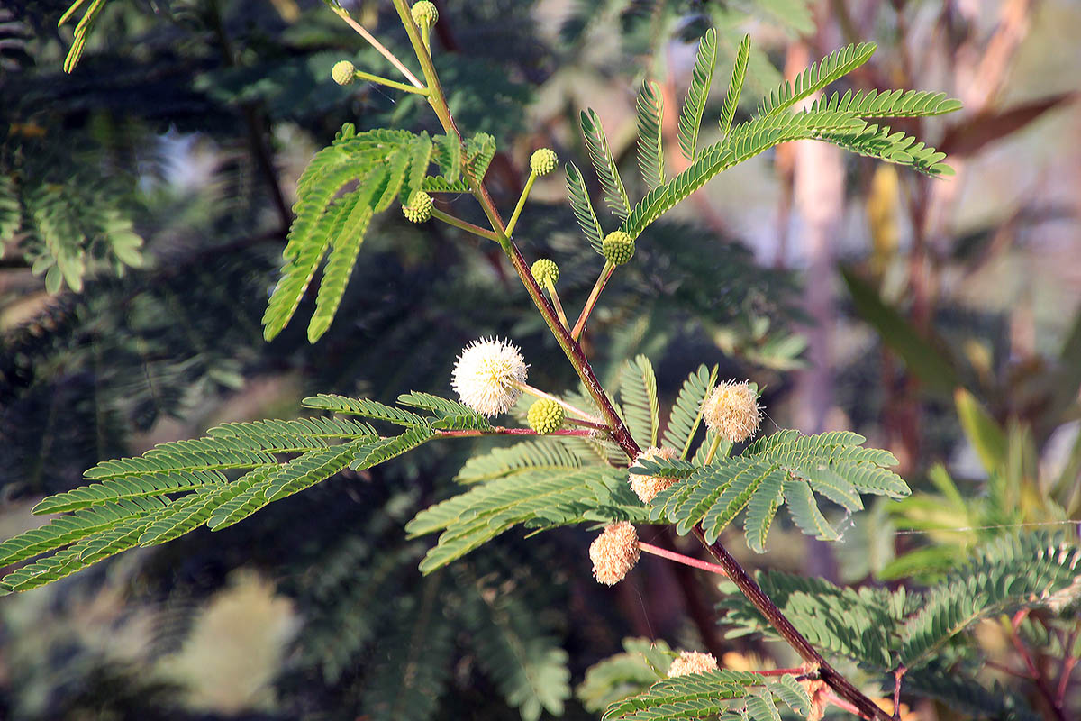 Изображение особи Leucaena leucocephala.