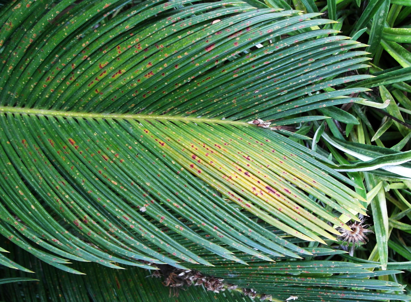 Image of Cycas revoluta specimen.