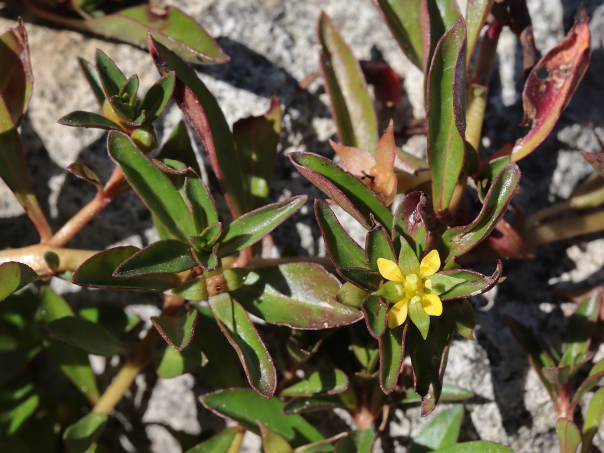 Изображение особи Ludwigia brevipes.