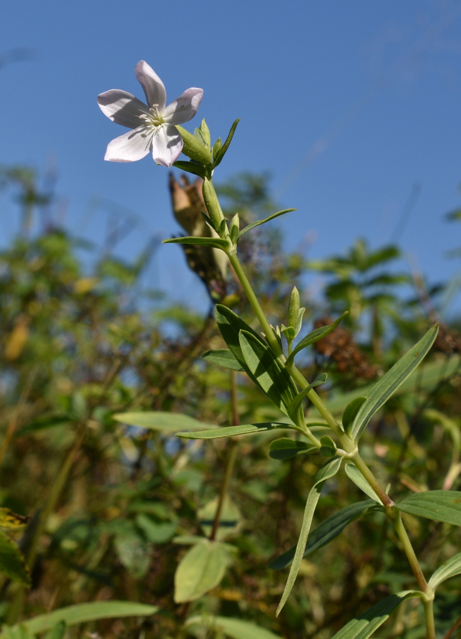 Изображение особи Saponaria officinalis.