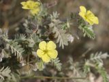 Tribulus macropterus