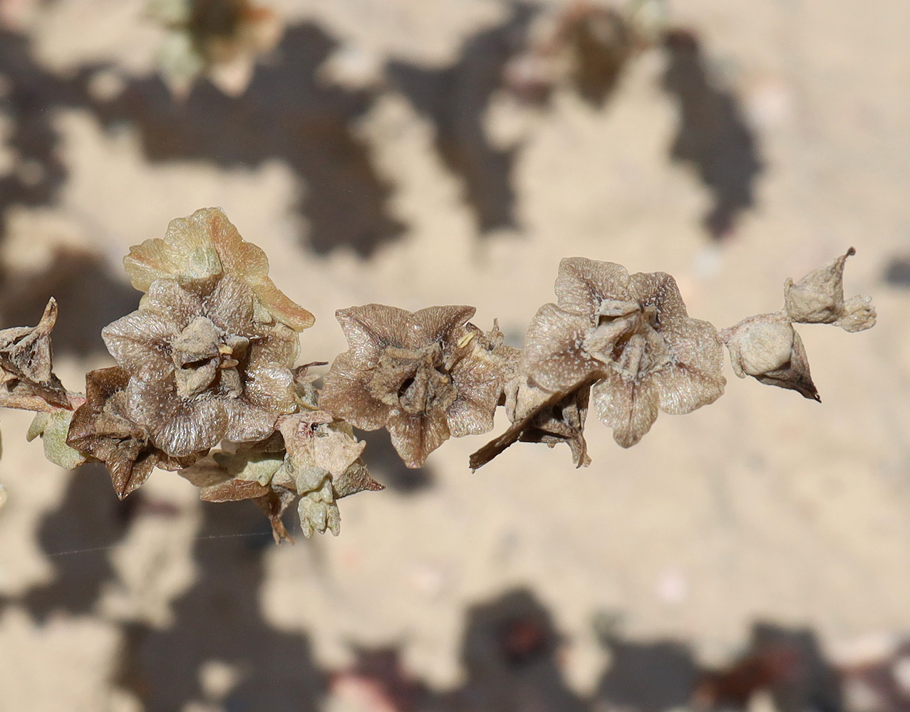 Image of Salsola leptoclada specimen.