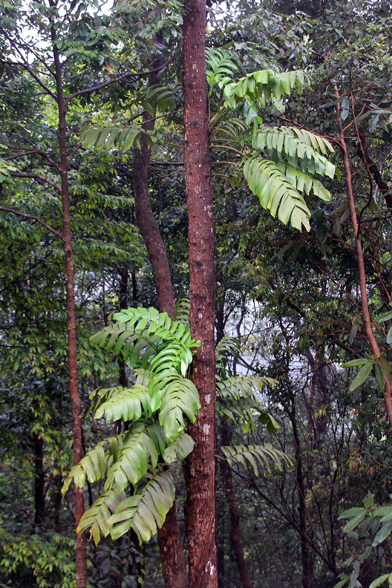 Image of Epipremnum pinnatum specimen.