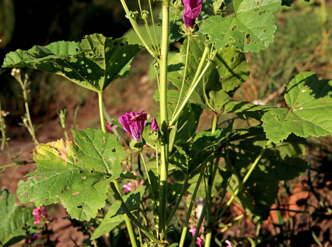 Image of Malva sylvestris specimen.