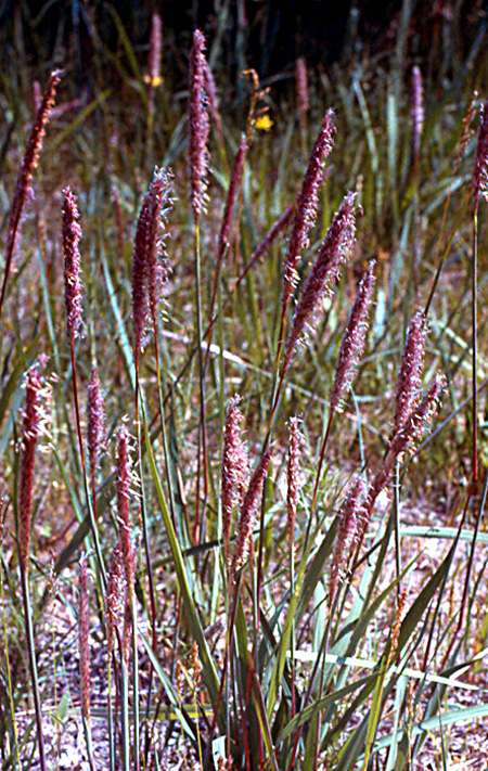 Image of Imperata cylindrica specimen.