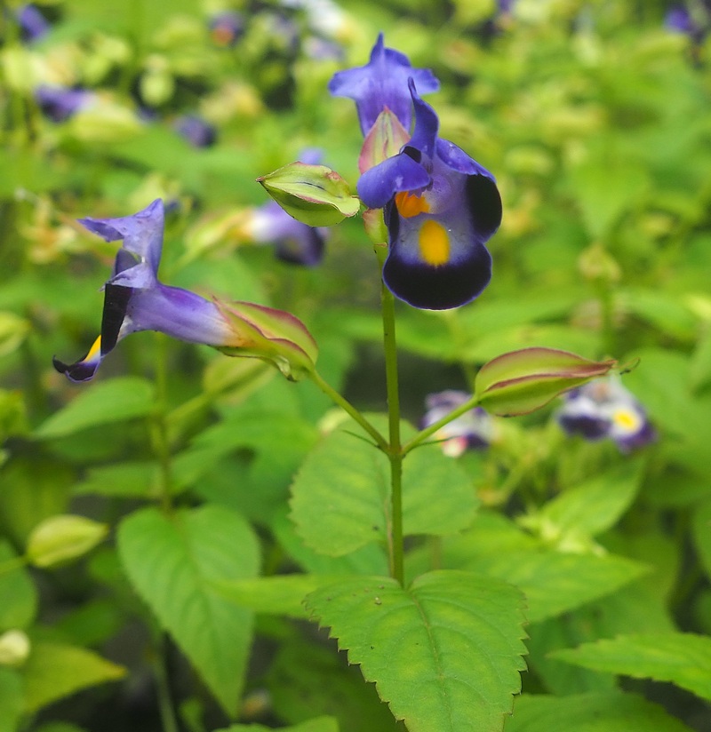 Image of Torenia fournieri specimen.