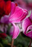 Cyclamen persicum