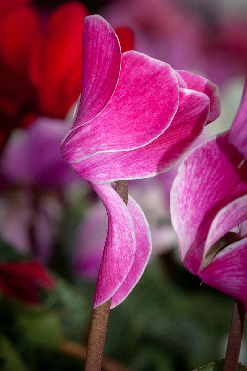 Image of Cyclamen persicum specimen.