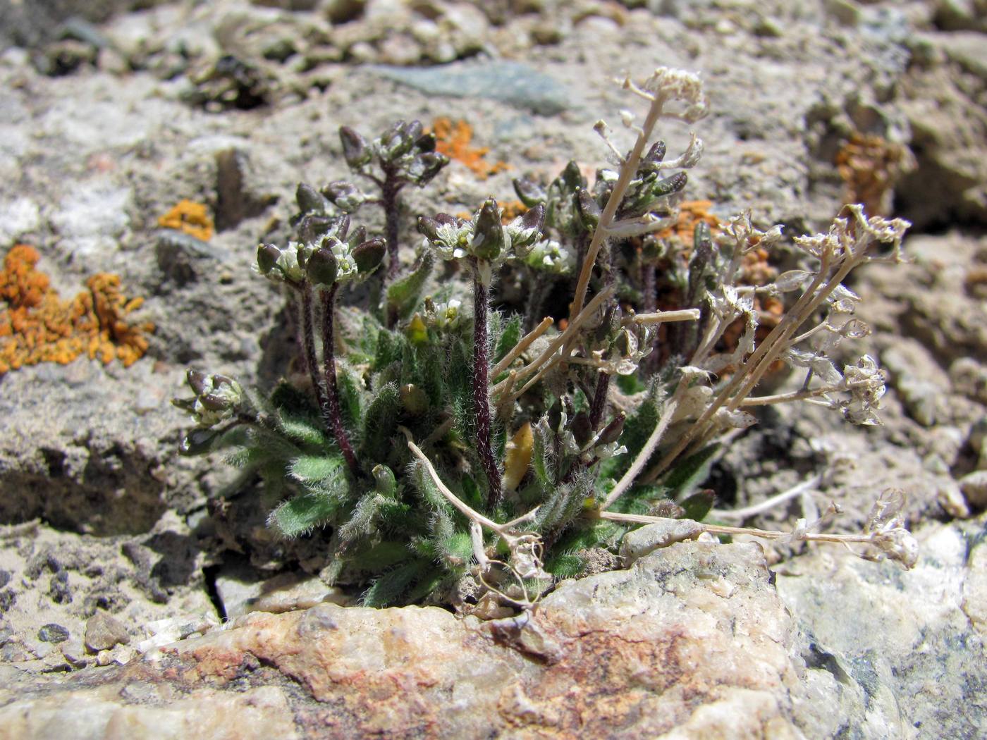 Image of Draba altaica specimen.